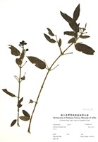 藏品(阿里山忍冬)的圖片